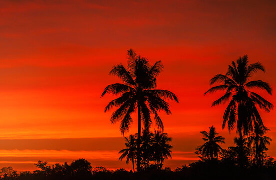 Silhouette coconut palm trees on the beach in twilight sunset