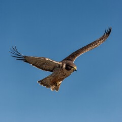 A falcon in mid-flight against a crisp blue sky.

