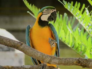 blue and gold macaw sitting on a branch