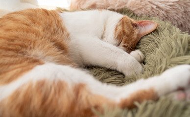 窓辺で眠る可愛い猫　茶トラ白	