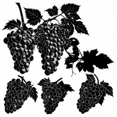 Obraz premium set of grapes