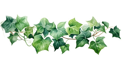 Plant leaf ivy freshness watercolor  illustration on white and transparent background.