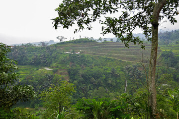 from a distance the farmer's vegetable garden on the green hills
