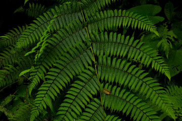 green fern leaves on dark black background