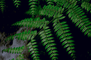 green fern leaves on dark black background