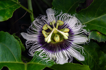 Passionfruit flower in closeup