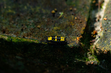 Moth larvae. Family of Zygaenidae. Close up and low light of moth that is active during the day brightly colored is a pest of fruit trees and usually eats leaves. It is commonly found in Thailand.
