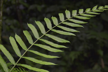 green fern leaves on dark black background