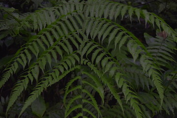 green fern leaves on dark black background