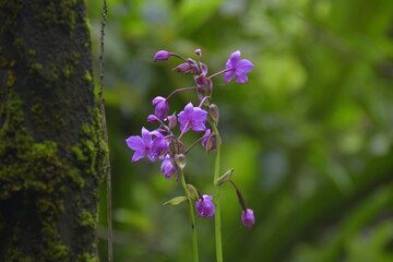 purple forest orchid flower with blur background