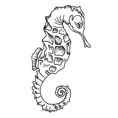 Vector illustration of a seahorse. A hand-drawn sketch of a seahorse. An illustration of the underwater life of marine life, made in black ink in the style of line art.