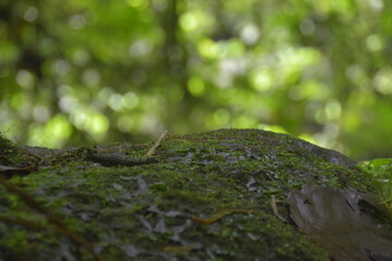 Close up of river rocks covered in green moss in the middle of the forest
