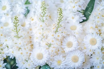 Obraz premium Daisy flowers in a sunny field
