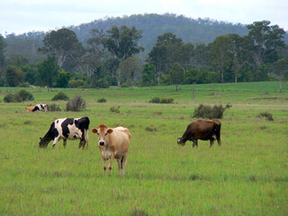 Cows standing in a grassy paddock with a mountain and trees in the background