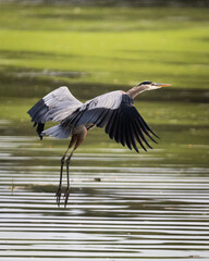 great blue heron in flight
