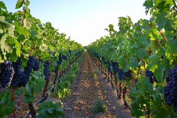 Ripe grapes on vines in a vineyard at sunset. (2)