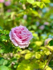 pink rose