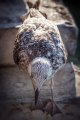 Mouette en gros plan