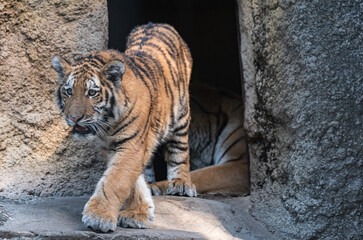 歩くアムールトラ