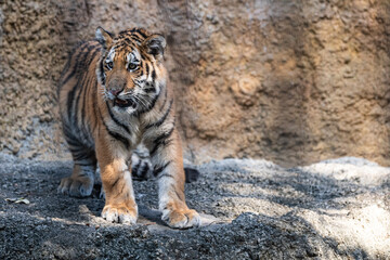 歩くアムールトラ