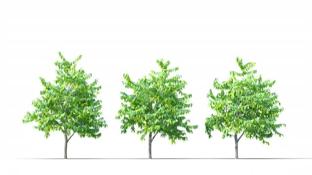 Spring trees swaying in the strong wind. 3d rendering drag and drop available. 3D tree swaying to the wind on a transparent background. Isolated 3D realistic tree on the wind with alpha channels. Simp