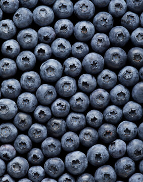 Graphic Fresh Blueberries Pattern Field