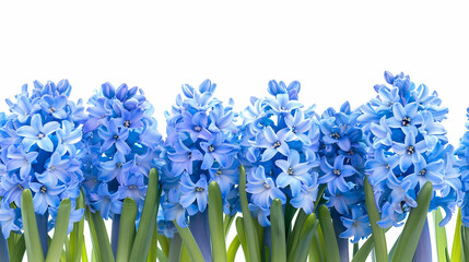 Blue Hyacinth Flowers with Green Leaves - Photo