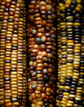 Colorful Corn Cob Display