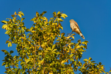 Turmfalke, Falco tinnunculus