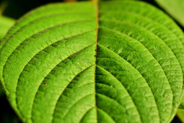Green leaf texture close-up. Natural plant background. Detail, texture, natural, nature.