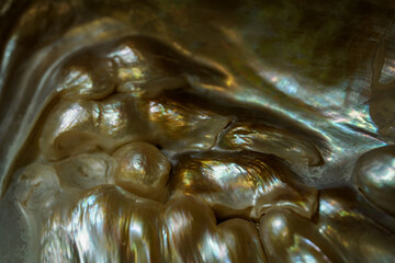 Close-up of forming pearls in a shell.
