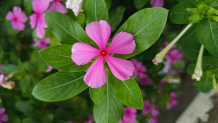 Catharanthus roseus or virgin foot, an annual shrub native to Madagascar.