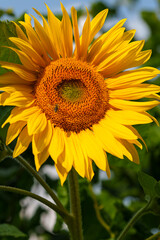Sonnenblume, Gew&ouml;hnliche Sonnenblume, Helianthus annuus