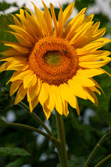 Fototapeta premium Sonnenblume, Gewöhnliche Sonnenblume, Helianthus annuus