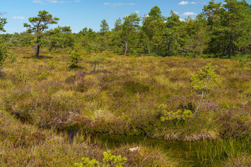 Obraz premium Naturschutzgebiet Schwarzes Moor im Biosphärenreservat Rhön, Unterfranken, Franken, Bayern, Deutschland