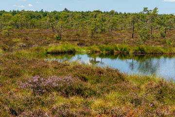Naturschutzgebiet Schwarzes Moor im Biosphärenreservat Rhön, Unterfranken, Franken, Bayern, Deutschland