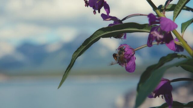 Bees collecting nectar off a fireweed flower