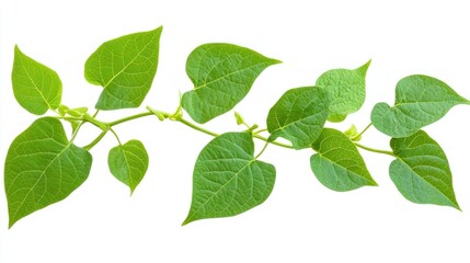 A branch of a sweet potato vine with green, lobed leaves, isolated on a transparent background 