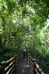refreshing spring forest and walkway