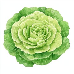 Fototapeta premium Fresh Green Lettuce Head with Lush Leaves, Perfect for Healthy Recipes, Salads, and Culinary Illustrations, Ideal for Organic Farming and Gardening Themes