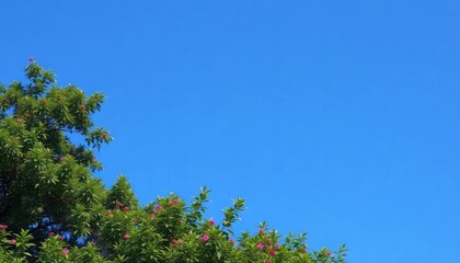 Obraz premium Green tree branches with pink flowers against a clear blue sky