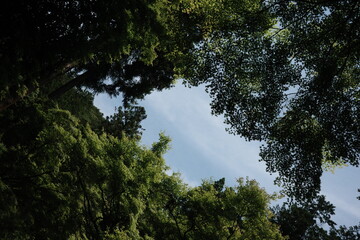Summer Vibes: Looking Up at the Sky Through Lush Green Trees