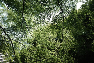 Green Japanese Tree on a Sunny Day: Tranquil Natural Beauty and Bright Atmosphere