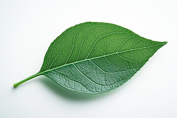 Obraz premium Single green leaf isolated on white