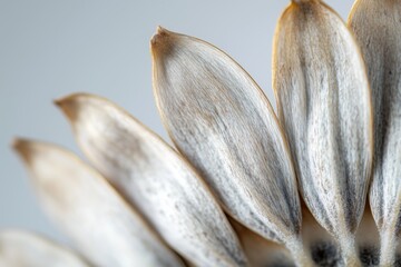 Macro detail of sunflower seed husks with natural texture
