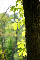 Obraz premium green leaves on a tree