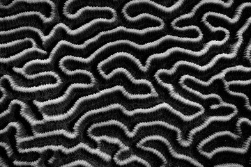 Detail of a coral colony growing on a healthy reef in Indonesia. This part of the world is home to the greatest marine biodiversity on planet Earth.