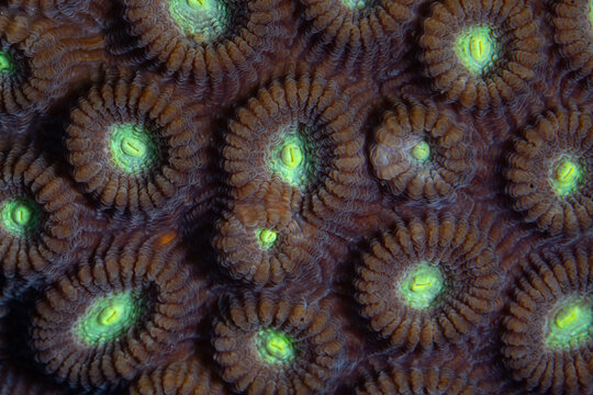 Detail of a coral colony, Favia sp., growing on a healthy reef in Indonesia. This part of the world is home to the greatest marine biodiversity on planet Earth.