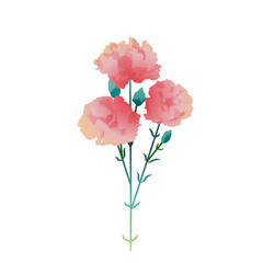 Obraz premium ピンクのカーネーション