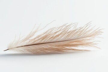 Light brown feather with soft texture and delicate strands on white background